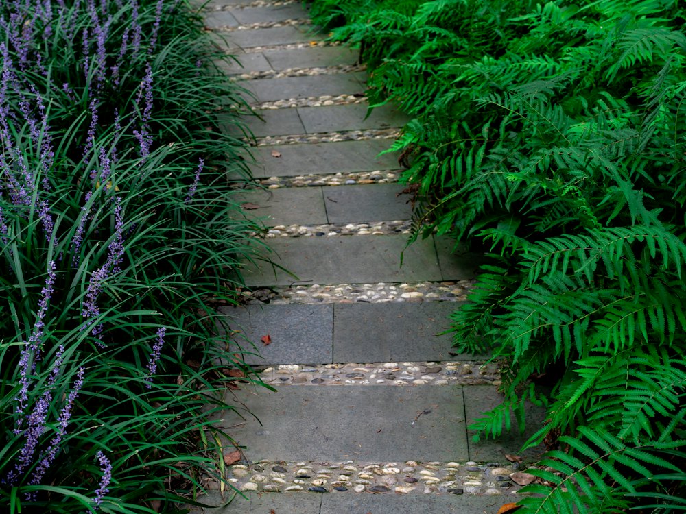 Allée en dalles bordée de fougères et de liriopes à fleurs violettes
