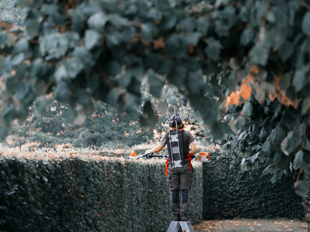 Jardinier équipé d'un casque taillant une haute haie avec un taille-haie
